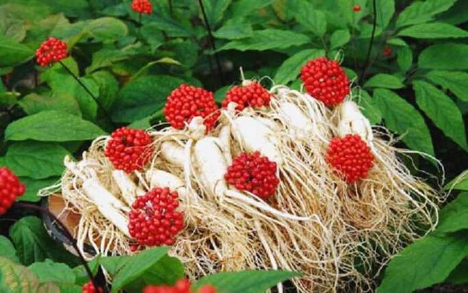 Ginseng root increases male potency, which contributes to penis head growth